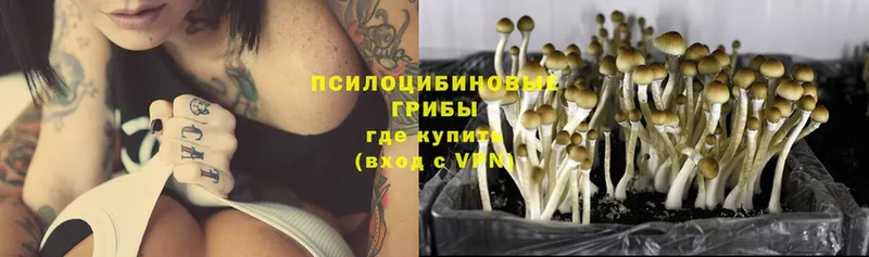 гидра ONION  Курганинск  Псилоцибиновые грибы Magic Shrooms  как найти наркотики 